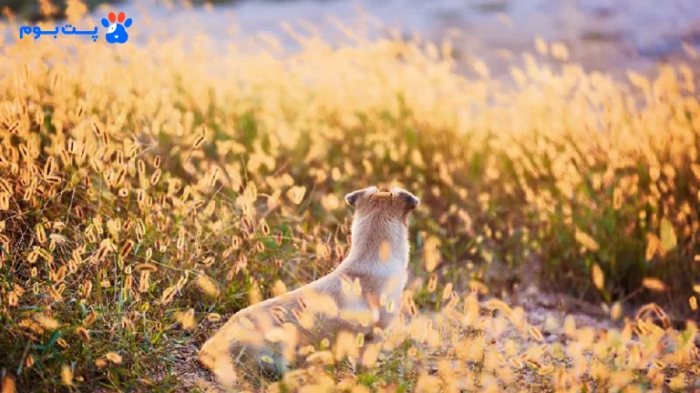 خطرات گیاه جو موشی برای پت‌ها در فصل بهار و تابستان