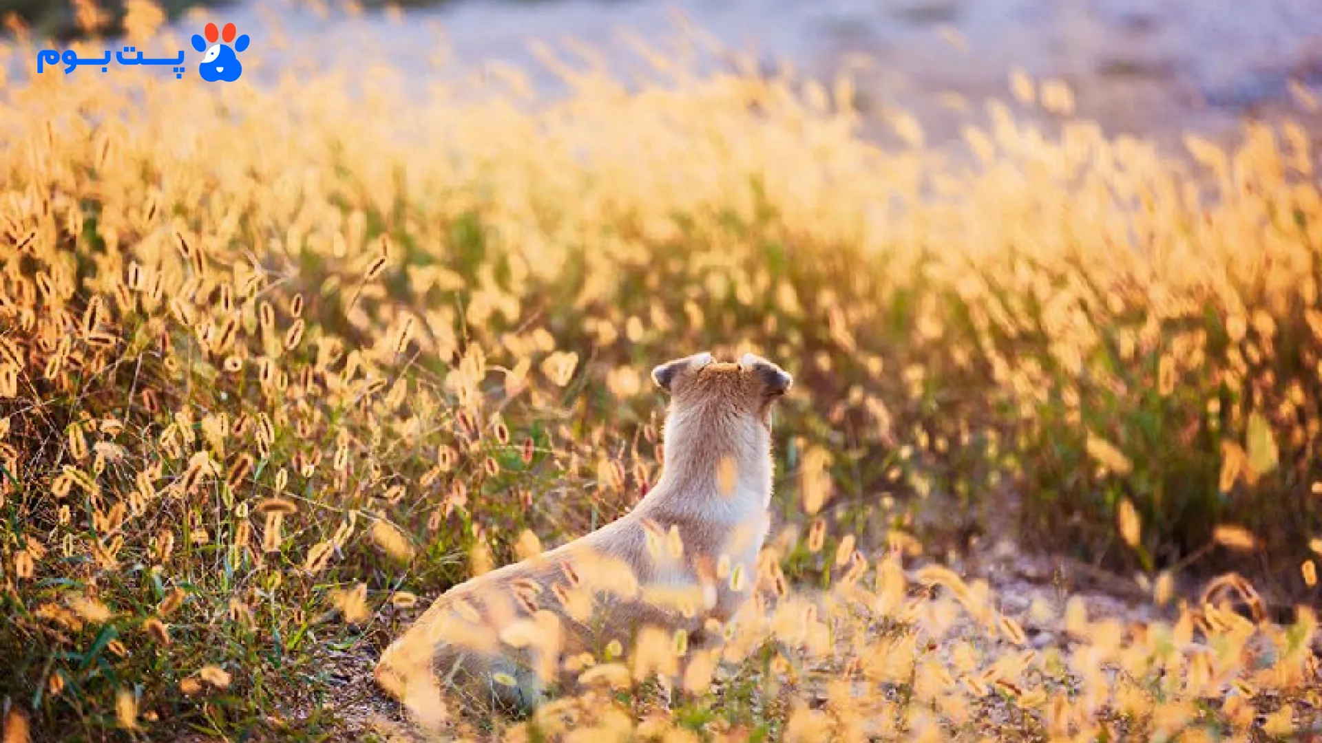 شاید این گیاه ساده به نظر برسه، اما خطرات گیاه جو موشی می‌تونه باعث جراحی‌های پیچیده برای پت شما بشه!