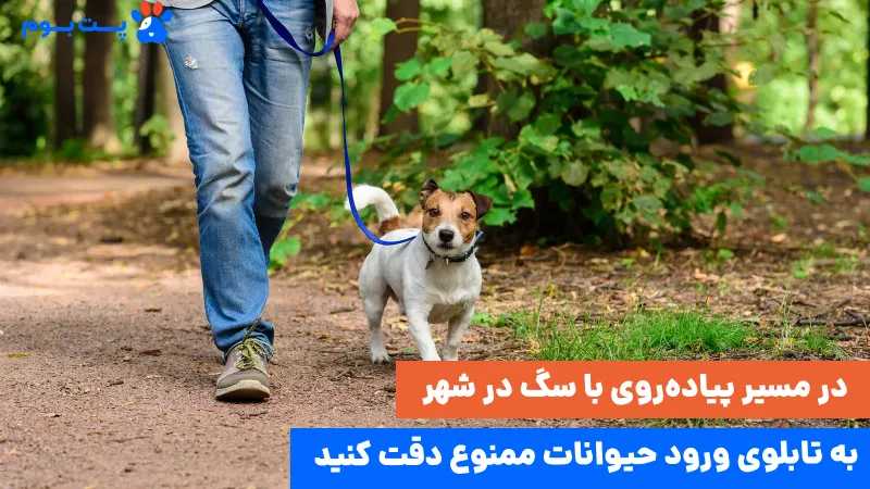 قوانین نگهداری پت در آپارتمان و شهر