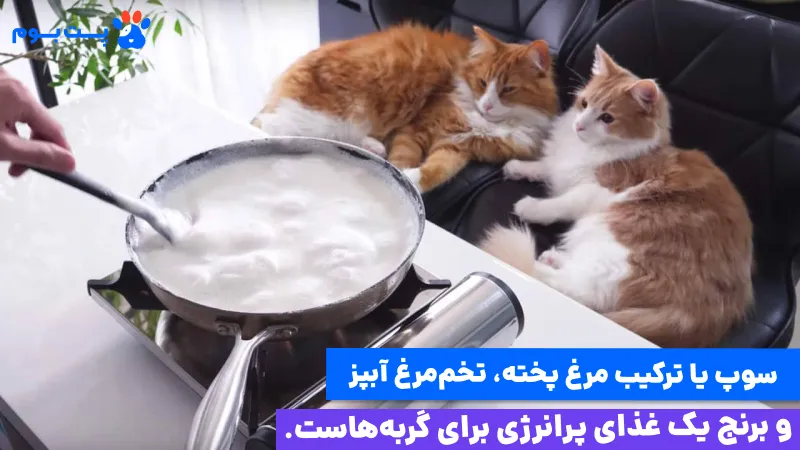 علاوه بر پروتئین باید برای پختن غذای خانگی گربه از مرغ و ترکیبات تخم مرغ هم استفاده کنید.