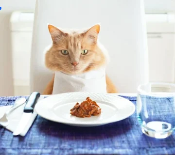 برای پخت غذای خانگی گربه نیاز دارین که از پروتئین و کربوهیدرات در رژیم آن‌ها استفاده کنید.