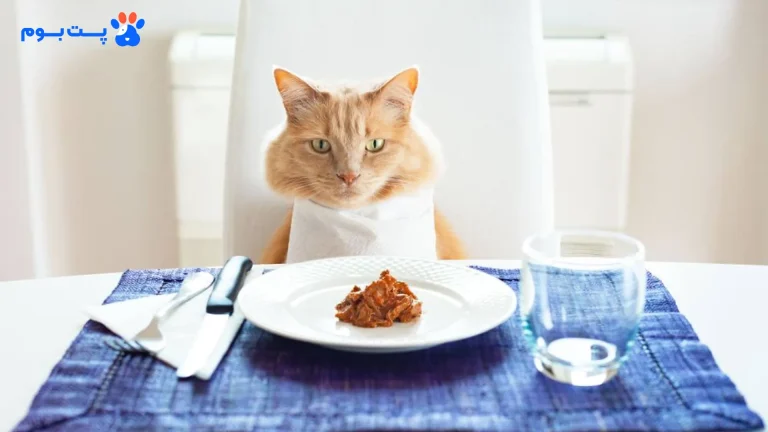 5 دستور پخت غذای خانگی برای گربه + لیست غذاهای مفید و ممنوعه
