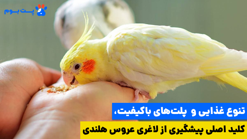 علت لاغری عروس هلندی