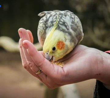 پف کردن مداوم پرها گاهی راهی برای پنهان کردن لاغری عروس هلندی توسط خودِ پرنده‌ست؛ همیشه به رفتارهاش دقیق باشین!