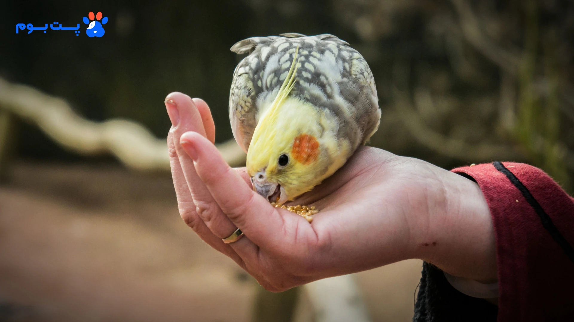 پف کردن مداوم پرها گاهی راهی برای پنهان کردن لاغری عروس هلندی توسط خودِ پرنده‌ست؛ همیشه به رفتارهاش دقیق باشین!
