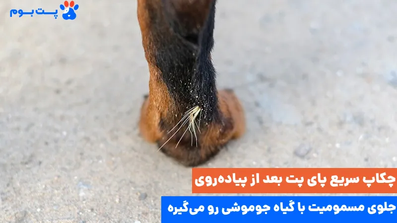 خطرات گیاه جوموشی برای پت ها