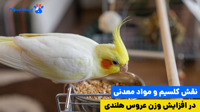 لاغری عروس هلندی