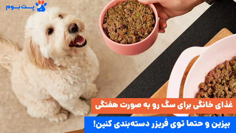 غذای خانگی برای سگ