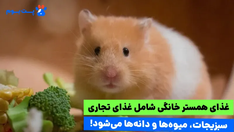 هزینه تغذیه همستر در ماه بین ۲۰۰ تا ۴۰۰ هزار تومان در سال ۱۴۰۵ است.