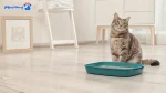 راهنمای خرید و نظافت ظرف خاک گربه برای صاحبان پت