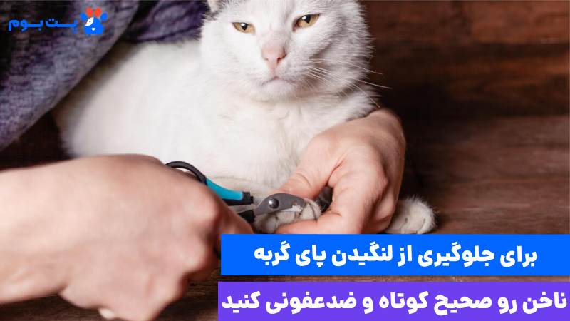 مراقبت از پاهای گربه