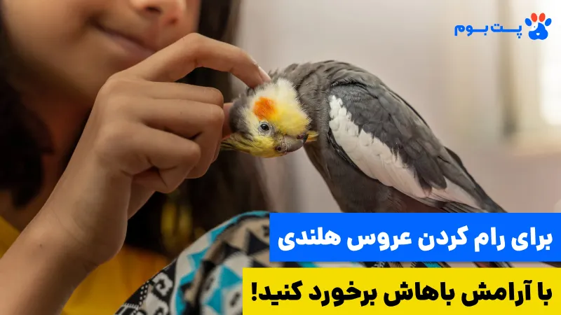 اگه می‌خوای عروس هلندی نر یا ماده رو رام کنی نباید سرش داد بزنی تا اذیت بشه.