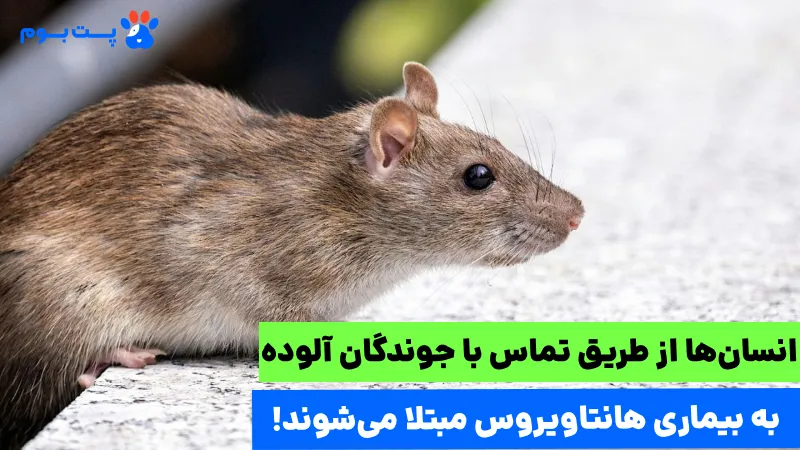 هانتا ویروس