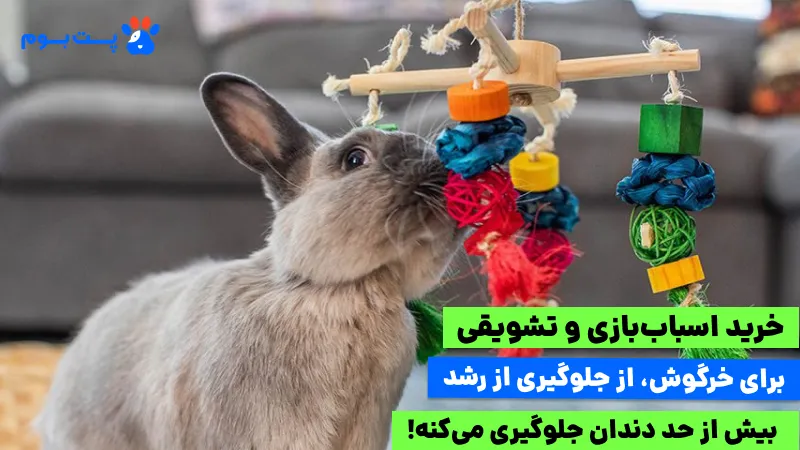 هزینه نگهداری خرگوش