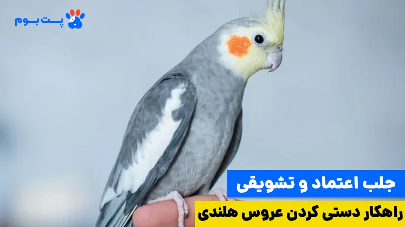 رام کردن عروس هلندی 