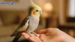 آموزش کامل رام کردن عروس هلندی (مراحل دستی کردن)