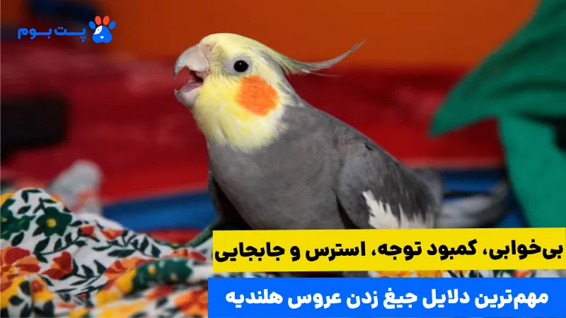 درمان جیغ زدن عروس هلندی با اسباب‌بازی‌های سرگرم‌کننده