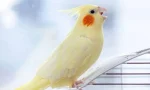 جیغ زدن عروس هلندی ممکنه از بی‌خوابی و کمبود توجه باشه.