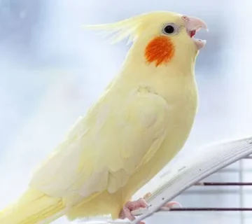 جیغ زدن عروس هلندی ممکنه از بی‌خوابی و کمبود توجه باشه.