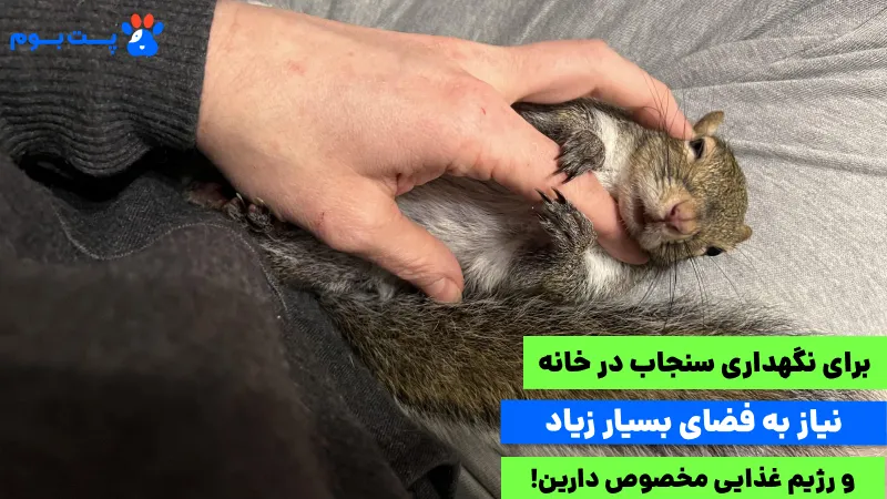 مزایا و معایب نگهداری سنجاب در خانه