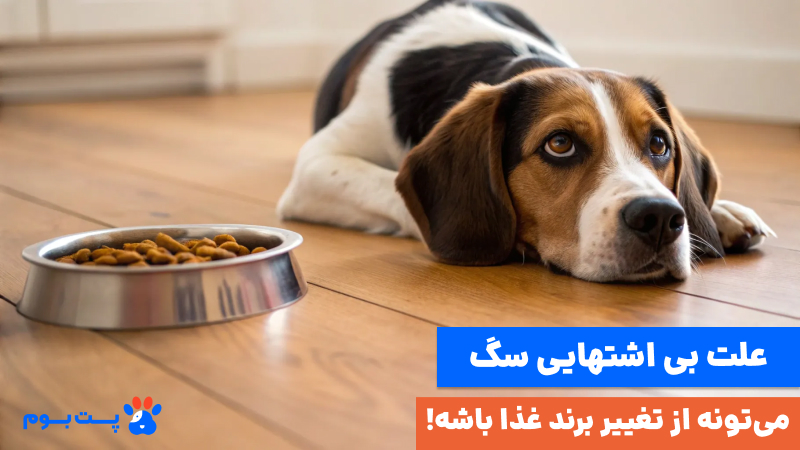 علت غذا نخوردن سگ می‌تونه تغییر در برنامه غذایی و برند غذا باشه.
