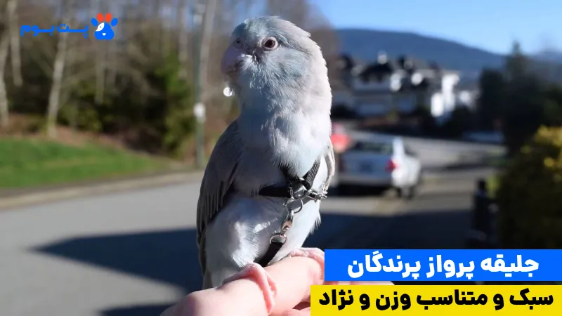جلیقه پرواز پرندگان