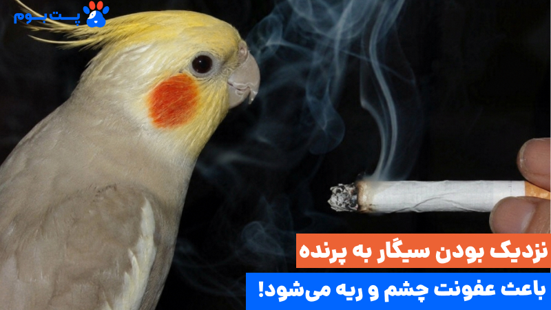 ضررها و خطر دود سیگار برای پت‌ها و پرنده ها