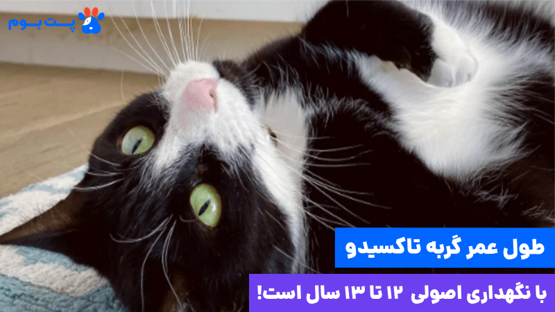 نژاد گربه تاکسیدو