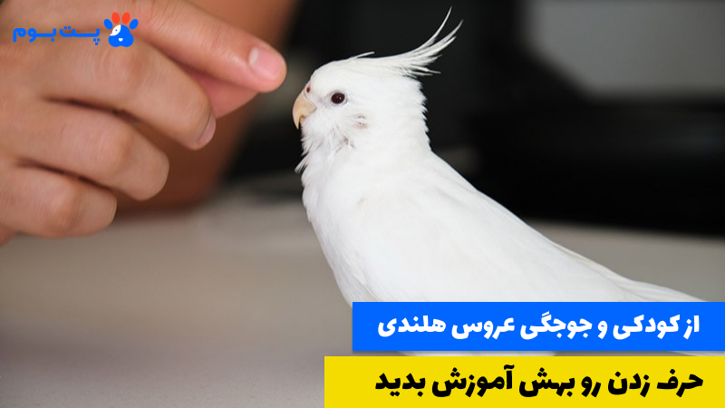 سن مناسب آموزش حرف زدن عروس هلندی از کودکی است