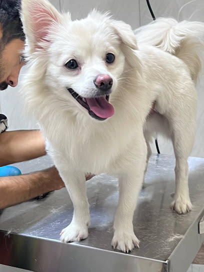 Rapper-Pet-Clinic