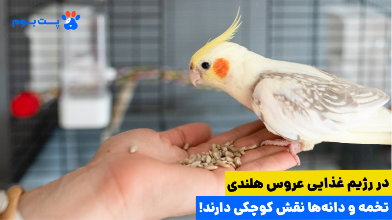 در رژیم غذایی عروس هلندی باید مخلوطی از دانه‌ها و سبزیجات رعایت شود