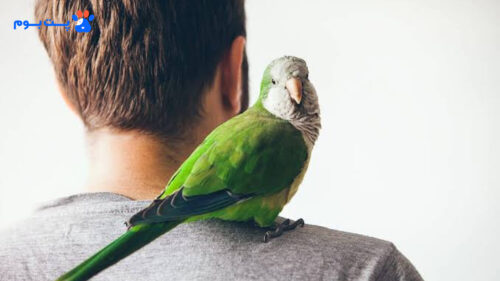 همه چیز درباره‌ی طوطی راهب یا کواکر