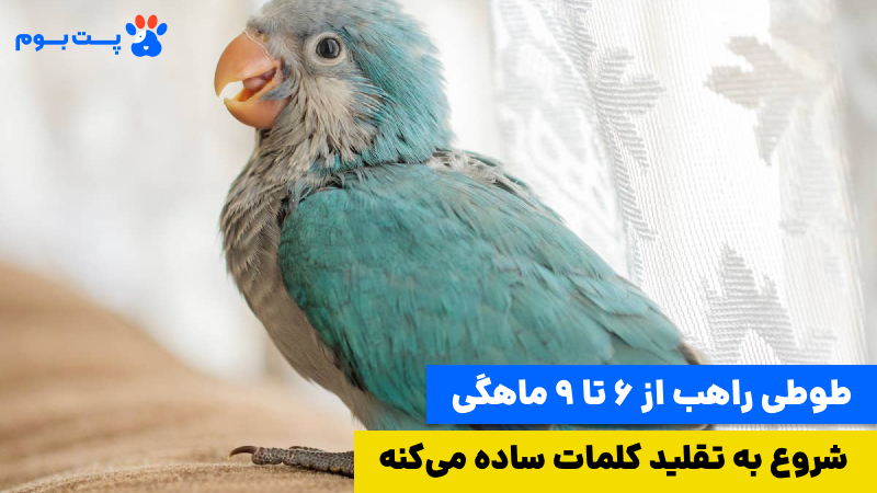 حرف زدن طوطی راهب