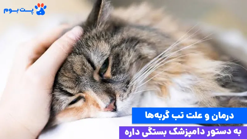 علائم تب در گربه و درمان رو باید از دامپزشک پیگیری کنید
