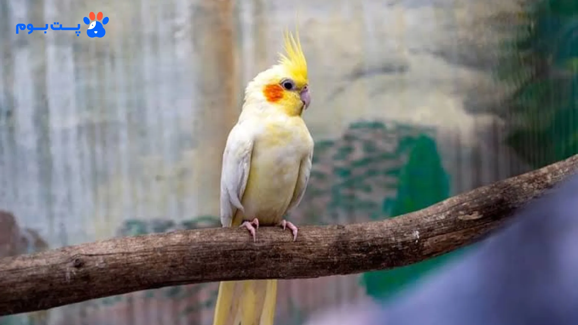 معنی حرکات عروس هلندی نر و ماده