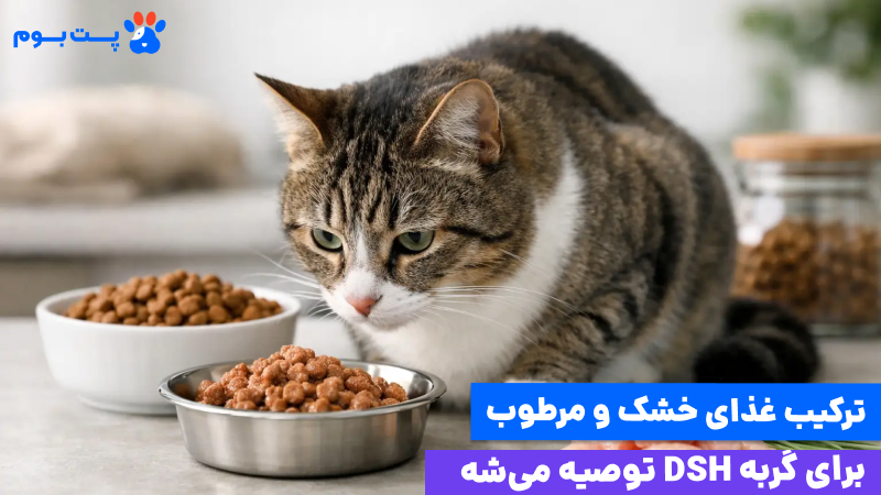 غذای گربه DSH