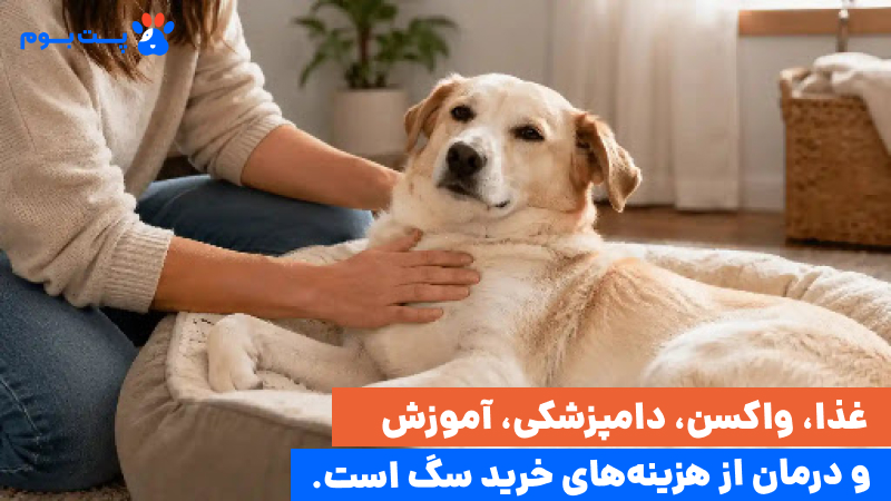 نکات مربوط به خرید سگ خانگی