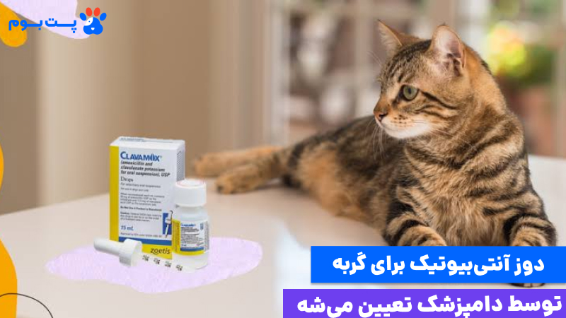 تشخیص دامپزشک برای آنتی بیوتیک برای گربه