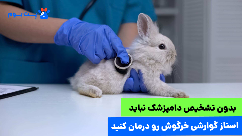 تشخیص استاز گوارشی خرگوش توسط دامپزشک