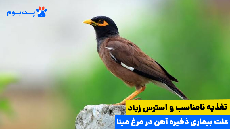 بیماری ذخیره آهن در پرندگان، بیماری ذخیره آهن در مرغ مینا