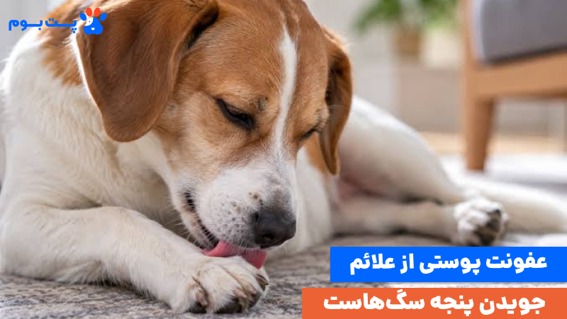 جویدن پنجه سگ