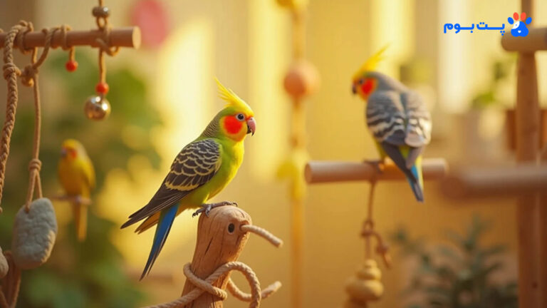 بازی کردن با عروس هلندی؛ آموزش بازی با اسباب‌بازی و توپ