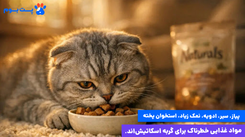 غذای خانگی گربه اسکاتیش