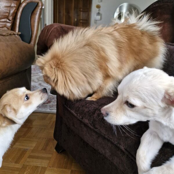 IMG_20240802_120414_968